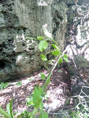 Deeringia densiflora