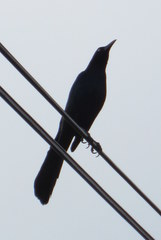 Quiscalus mexicanus