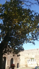 Platanus × hispanica