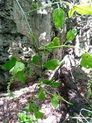 Deeringia densiflora