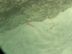 Pseudupeneus prayensis