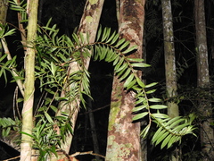 Freycinetia scandens