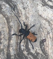 Diastocera trifasciata