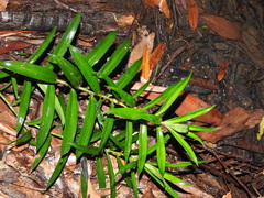 Freycinetia scandens