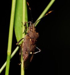 Omyta centrolineata siccior