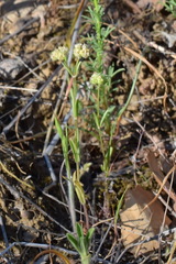Valerianella pumila