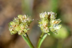 Valerianella pumila