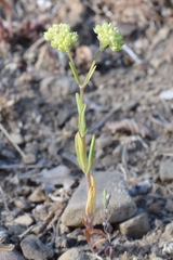Valerianella pumila