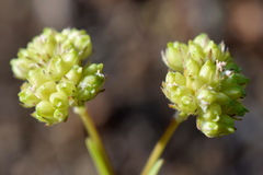 Valerianella pumila