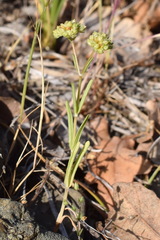 Valerianella pumila