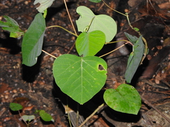 Homalanthus populifolius