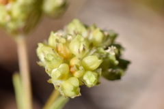 Valerianella pumila