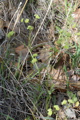 Valerianella pumila