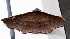 Oenochroma vetustaria