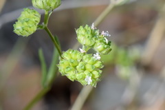 Valerianella pumila