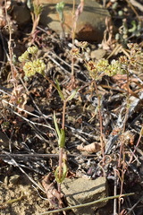 Valerianella pumila