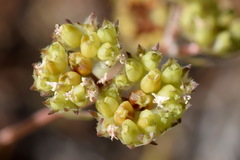 Valerianella pumila