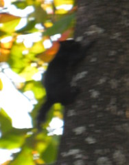 Sciurus aureogaster