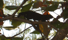 Sciurus aureogaster
