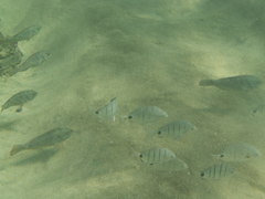 Diplodus lineatus