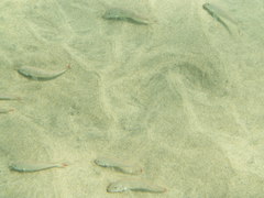 Pseudupeneus prayensis