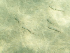 Pseudupeneus prayensis