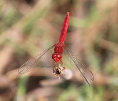 Crocothemis servilia