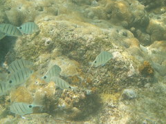 Diplodus lineatus