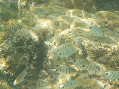 Diplodus lineatus