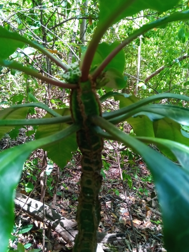 Euphorbia leuconeura image