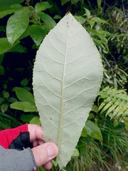 Brachyglottis hectorii