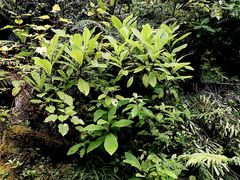 Brachyglottis hectorii