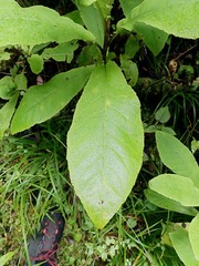 Brachyglottis hectorii