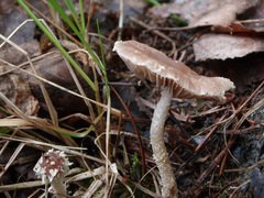 Psathyrella suavissima
