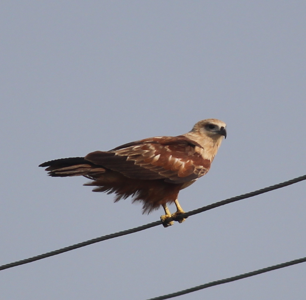 Brahminy Kite