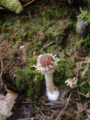 Psathyrella suavissima
