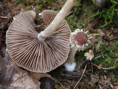 Psathyrella suavissima