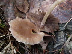 Psathyrella suavissima