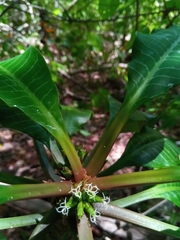 Euphorbia leuconeura image