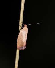 Acanthodela protophaes