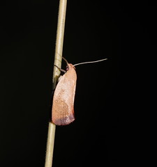 Acanthodela protophaes