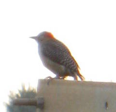 Melanerpes aurifrons