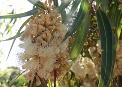 Eucalyptus cladocalyx