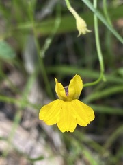Goodenia paniculata