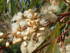 Eucalyptus cladocalyx