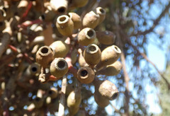 Eucalyptus cladocalyx