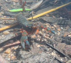 Euastacus