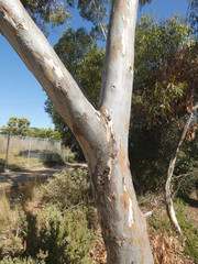 Eucalyptus cladocalyx