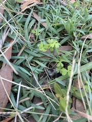 Hydrocotyle paludosa