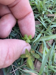 Hydrocotyle paludosa
